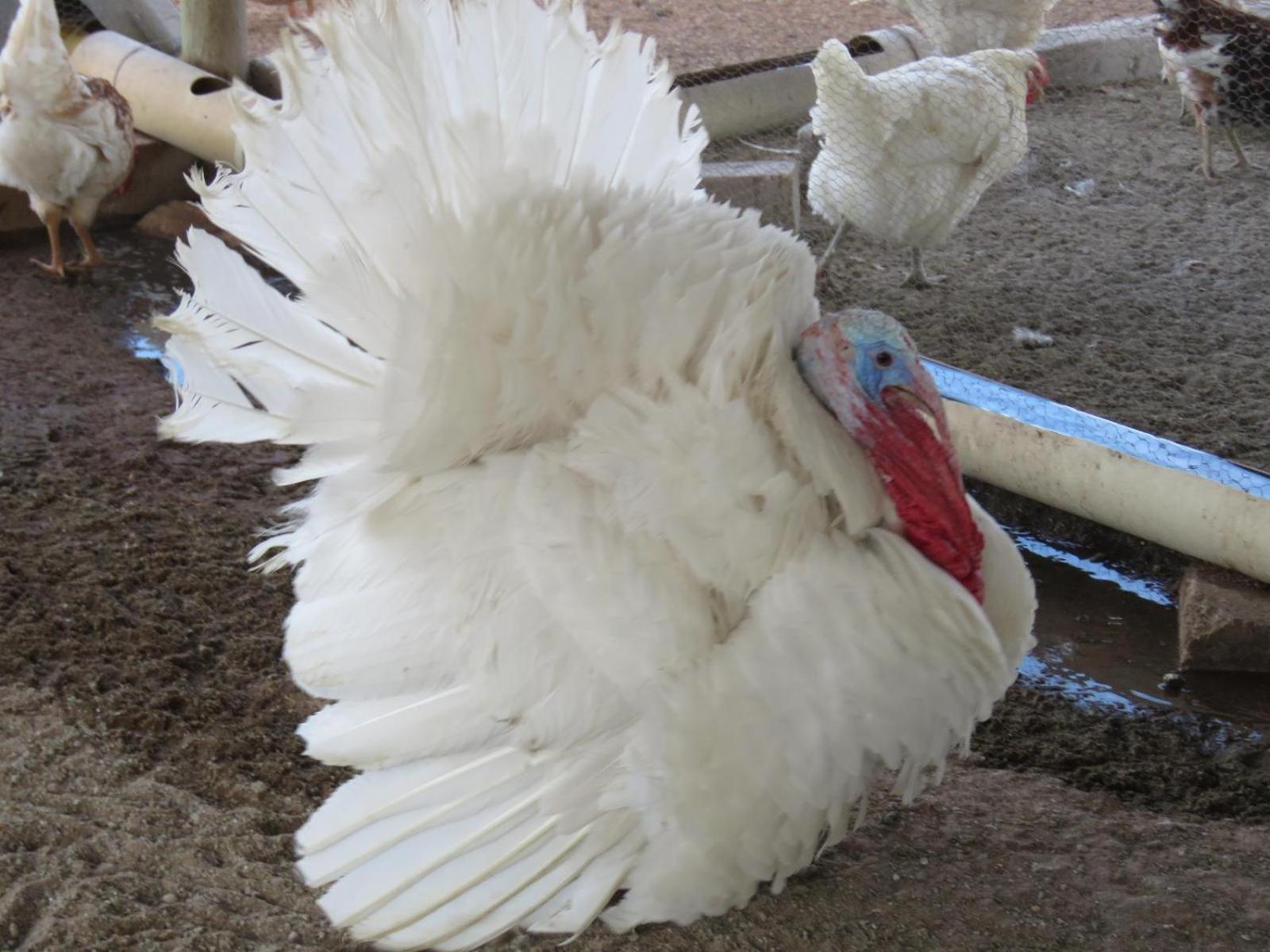 מלון Rehoboth Tropic Of Capricorn Guest Farm מראה חיצוני תמונה